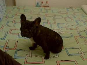 GASIT BULLDOG FRANCEZ ZONA OZANA
