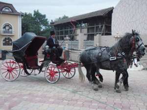 Sareta cu cai (+4) 0755683520