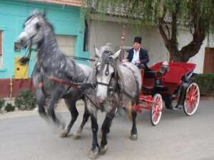 Sareta cu cai (+4) 0755683520