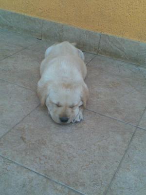 Pui Labrador retriever