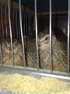 Prepelite,   Coturnix Japoneza, IASI