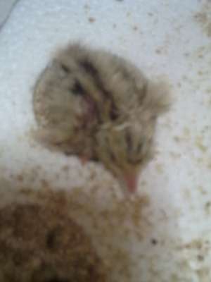 Prepelite,   Coturnix Japoneza, IASI