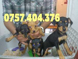 Vanzare pui Pinscher Pitic