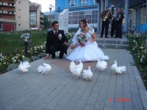 porumbei pentru nunti