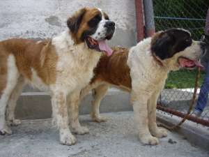 vand pui saint bernard