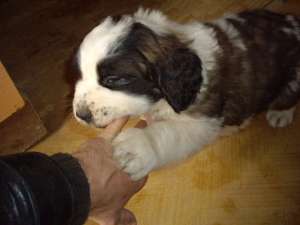 vand pui saint bernard