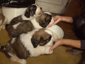 vand pui saint bernard