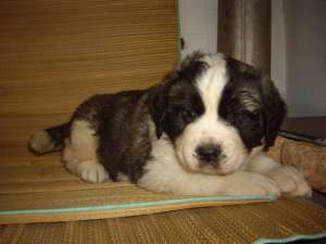 vand pui saint bernard