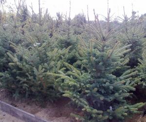 OFERTA THUJA OCCIDENTALIS SMARAGD (TUIA SMARALD)