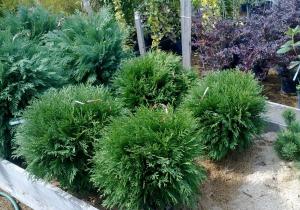 OFERTA THUJA OCCIDENTALIS SMARAGD (TUIA SMARALD)