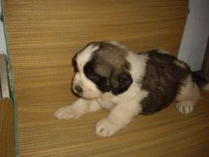 vand pui saint bernard