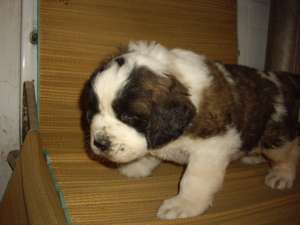 vand pui saint bernard