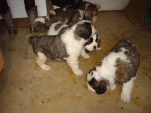 vand pui saint bernard