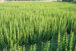 Vand Ligustrum Ovalifolium