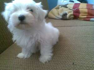Bichon maltez talie mica ,             alb complet