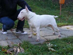 pui  bull terrier