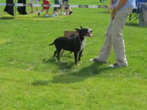 pui  bull terrier