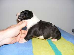 pui  bull terrier