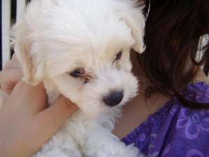 Vand Femele Bichon Bolognese 800 RON Negociabil ,   poze reale