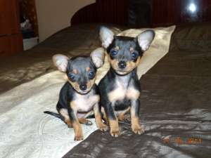 Vand  pui chihuahua