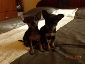 Vand  pui chihuahua