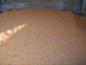 vand porumb boabe in cantitate mai mare la pretul de 0.7ron/kg