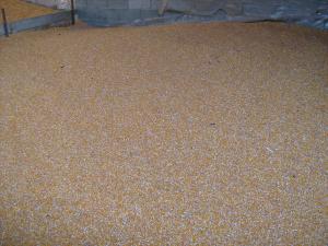vand porumb boabe in cantitate mai mare la pretul de 0.7ron/kg