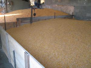 vand porumb boabe in cantitate mai mare la pretul de 0.7ron/kg