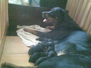 VAND PUIUTI ROTTWEILER