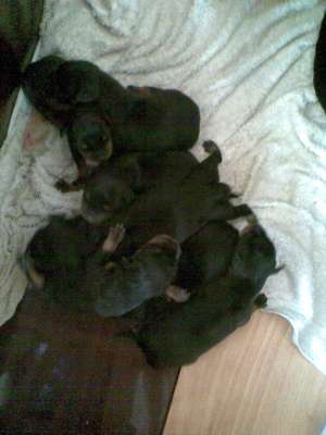 VAND PUIUTI ROTTWEILER