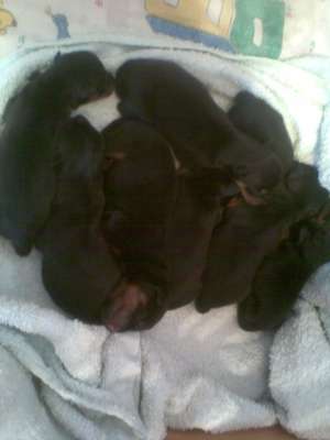 VAND PUIUTI ROTTWEILER  FATA TI 15 10 2011