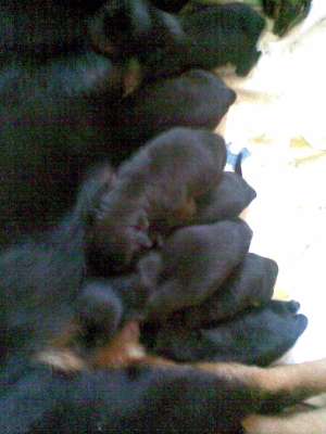 VAND PUIUTI ROTTWEILER  FATA TI 15 10 2011