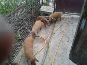 Vand purcei rasa pura Mangalita,    in varsta de 8 saptamani,    varietatea galben si rosu