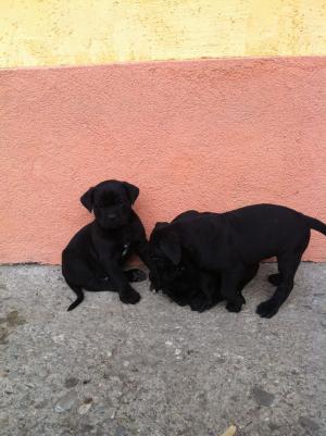 Vand pui de Presa Canario