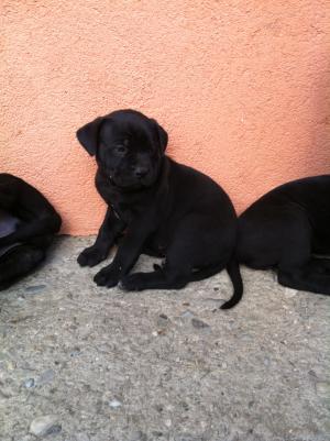 Vand pui de Presa Canario