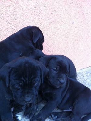 Vand pui de Presa Canario