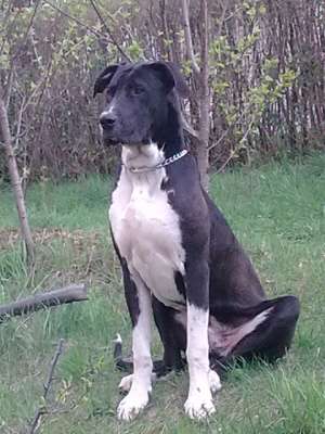 Ofer Dog German Mantle,  pentru Monta