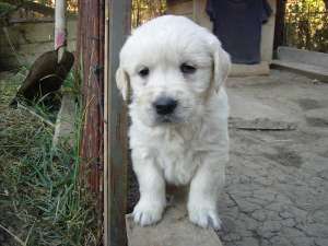 Pui Golden Retriever