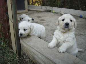 Pui Golden Retriever