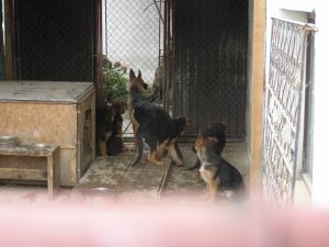Catei ciobanesc german