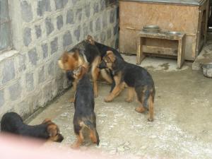 Catei ciobanesc german