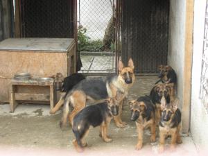 Catei ciobanesc german