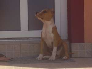 vand pui amstaff