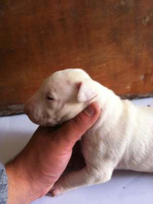 Vand pui bull terrier