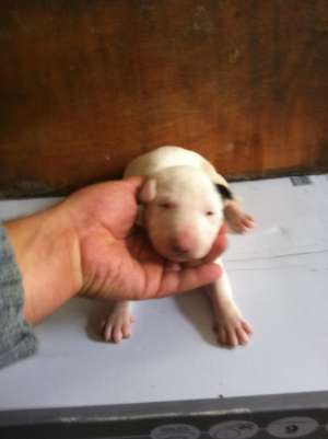 Vand pui bull terrier