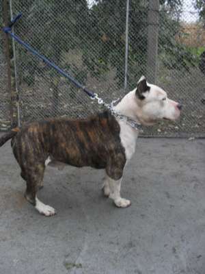 Ofer spre monta mascul amstaff cu pedigree !!