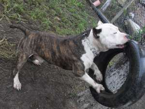 Ofer spre monta mascul amstaff cu pedigree !!