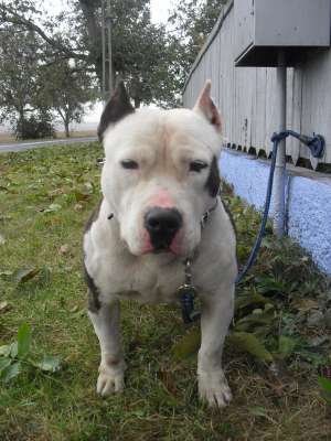 Ofer spre monta mascul amstaff cu pedigree !!