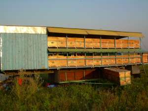 Vand pavilion apicol