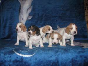 Vand Beagle